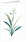 Dianella ensifolia, Dianella nemorosa; Flax Lily; Dianelle en Glaive by Pierre Joseph Redouté
