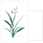 Dianella ensifolia, Dianella nemorosa; Flax Lily; Dianelle en Glaive by Pierre Joseph Redouté