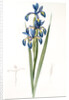 Iris spuria; Iris batarde by Pierre Joseph Redouté