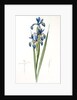 Iris spuria; Iris batarde by Pierre Joseph Redouté