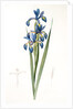 Iris spuria; Iris batarde by Pierre Joseph Redouté
