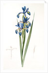 Iris spuria; Iris batarde by Pierre Joseph Redouté