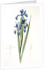 Iris spuria; Iris batarde by Pierre Joseph Redouté