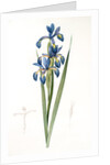 Iris spuria; Iris batarde by Pierre Joseph Redouté
