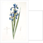 Iris spuria; Iris batarde by Pierre Joseph Redouté