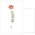 Lilium philadelphicum, Lis de Philadelphie; Glade Lily or Wood Lily by Pierre Joseph Redouté