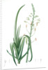 Albuca cornuta, Albuca altissima; Albuca cornue; Cape Asphodel, Albuca maxima by Pierre Joseph Redouté