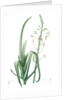 Albuca cornuta, Albuca altissima; Albuca cornue; Cape Asphodel, Albuca maxima by Pierre Joseph Redouté