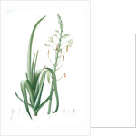 Albuca cornuta, Albuca altissima; Albuca cornue; Cape Asphodel, Albuca maxima by Pierre Joseph Redouté