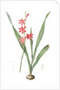 Gladiolus merianus, Watsonia sp; Glaïeul de Merian, Buglelily by Pierre Joseph Redouté