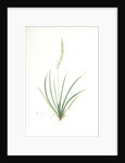 Tofieldia palustris, Tofieldie des marais; False Asphodel, Scotch Asphodel by Pierre Joseph Redouté