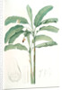 Musa paradisiaca, Bananier cultivé; Cultivated Banana (Plant) by Pierre Joseph Redouté