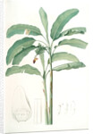 Musa paradisiaca, Bananier cultivé; Cultivated Banana (Plant) by Pierre Joseph Redouté