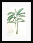 Musa paradisiaca, Bananier cultivé; Cultivated Banana (Plant) by Pierre Joseph Redouté