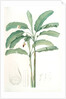 Musa paradisiaca, Bananier cultivé; Cultivated Banana (Plant) by Pierre Joseph Redouté