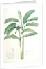 Musa paradisiaca, Bananier cultivé; Cultivated Banana (Plant) by Pierre Joseph Redouté