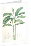 Musa paradisiaca, Bananier cultivé; Cultivated Banana (Plant) by Pierre Joseph Redouté