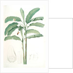 Musa paradisiaca, Bananier cultivé; Cultivated Banana (Plant) by Pierre Joseph Redouté