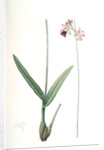 Epidendrum bifidum, Epidendre á deux lobes, Thicket butterfly orchid by Pierre Joseph Redouté