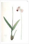 Epidendrum bifidum, Epidendre á deux lobes, Thicket butterfly orchid by Pierre Joseph Redouté