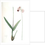 Epidendrum bifidum, Epidendre á deux lobes, Thicket butterfly orchid by Pierre Joseph Redouté