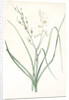 Anthericum Liliago, Phalangère fleur de lis; Phalangium liliago;, St. Bernard's Lily by Pierre Joseph Redouté