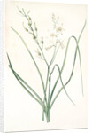 Anthericum Liliago, Phalangère fleur de lis; Phalangium liliago;, St. Bernard's Lily by Pierre Joseph Redouté