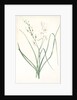 Anthericum Liliago, Phalangère fleur de lis; Phalangium liliago;, St. Bernard's Lily by Pierre Joseph Redouté