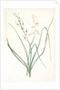 Anthericum Liliago, Phalangère fleur de lis; Phalangium liliago;, St. Bernard's Lily by Pierre Joseph Redouté