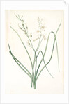 Anthericum Liliago, Phalangère fleur de lis; Phalangium liliago;, St. Bernard's Lily by Pierre Joseph Redouté