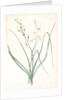 Anthericum Liliago, Phalangère fleur de lis; Phalangium liliago;, St. Bernard's Lily by Pierre Joseph Redouté