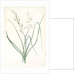 Anthericum Liliago, Phalangère fleur de lis; Phalangium liliago;, St. Bernard's Lily by Pierre Joseph Redouté