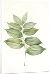Polygonatum latifolium, Polygonatum verticille, Solomon's Seal by Pierre Joseph Redouté