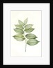 Polygonatum latifolium, Polygonatum verticille, Solomon's Seal by Pierre Joseph Redouté