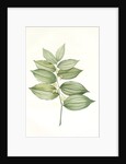 Polygonatum latifolium, Polygonatum verticille, Solomon's Seal by Pierre Joseph Redouté