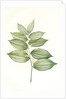 Polygonatum latifolium, Polygonatum verticille, Solomon's Seal by Pierre Joseph Redouté