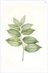 Polygonatum latifolium, Polygonatum verticille, Solomon's Seal by Pierre Joseph Redouté