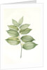 Polygonatum latifolium, Polygonatum verticille, Solomon's Seal by Pierre Joseph Redouté