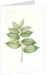 Polygonatum latifolium, Polygonatum verticille, Solomon's Seal by Pierre Joseph Redouté