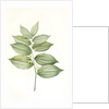 Polygonatum latifolium, Polygonatum verticille, Solomon's Seal by Pierre Joseph Redouté
