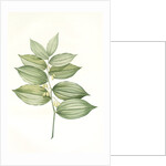 Polygonatum latifolium, Polygonatum verticille, Solomon's Seal by Pierre Joseph Redouté