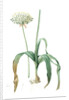 Allium nigrum, Ail noir, Black garlic by Pierre Joseph Redouté