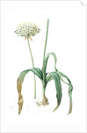 Allium nigrum, Ail noir, Black garlic by Pierre Joseph Redouté