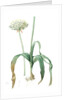 Allium nigrum, Ail noir, Black garlic by Pierre Joseph Redouté