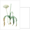 Allium nigrum, Ail noir, Black garlic by Pierre Joseph Redouté