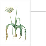 Allium nigrum, Ail noir, Black garlic by Pierre Joseph Redouté