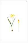 Tulipa Celsiana, Tulipa australis; Tulipe de Cels, Wild Tulip Australis by Pierre Joseph Redouté