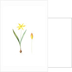 Tulipa Celsiana, Tulipa australis; Tulipe de Cels, Wild Tulip Australis by Pierre Joseph Redouté