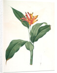Heliconia psittacorum, Héliconia des Perroquets; Parrot Flower by Pierre Joseph Redouté