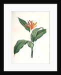 Heliconia psittacorum, Héliconia des Perroquets; Parrot Flower by Pierre Joseph Redouté